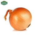 hot sale fresh chinese bawang bombay small onions in bulk